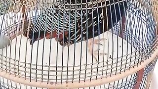 Cage and the bird story