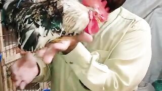 This rooster ll rooster