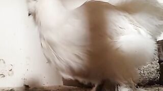 Black hen is white ?