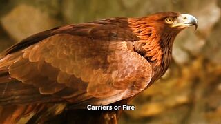 Fire bird is a firefighter