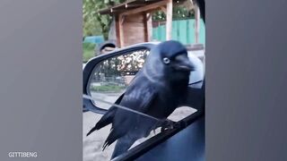 Funny Animal Part 2