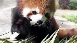 The cutest animals in the world
