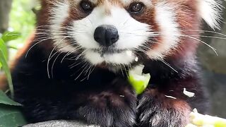 The cutest animals in the world