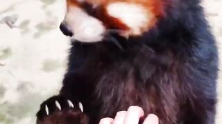 The cutest animals in the world
