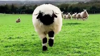 ANIMAL VIRAL