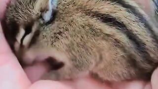 The World's Smallest Bandar #learnontiktok #hindi #information #ontiktok #foryoupagе