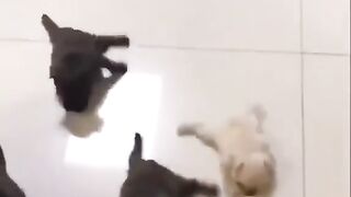 A selection of Jokes with Animals