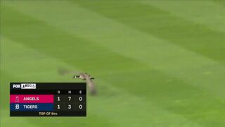 Goose chase