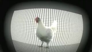 Funny chicken music