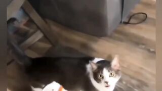 Funny cats