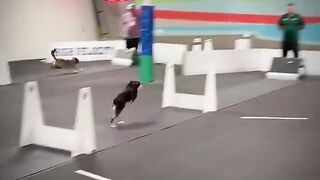 это собака Невероятная
