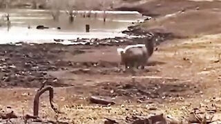 animal video Afridi#6