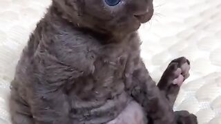 Small baby gremlin