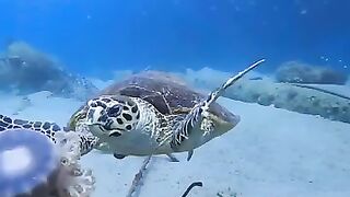 A sea turtle eating a jellyfish