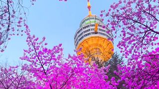 한국인 / Let's go to Daegu Tower in Korea????????️ beautiful place