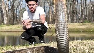 King cobras are called "King"  because they Hunt and eat snakes