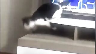 Try not to laugh 9❤️