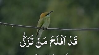 Stutas/ Tilawt e Quran e pak