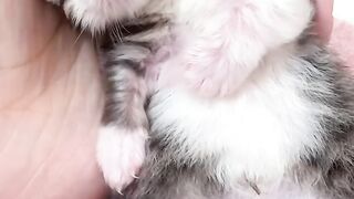 Kitten Video