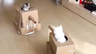 cats on tanks