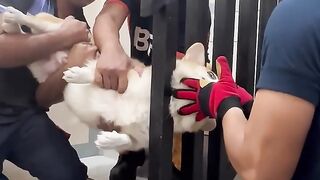 Rescuing a Corgi With His Head Stuck in the Stairs