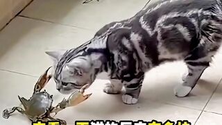 The superhuman reaction of the kitten!