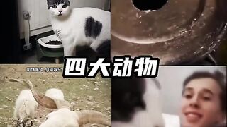 The superhuman reactions of animals!