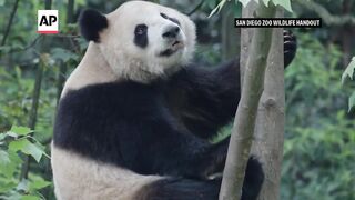 Pair of giant pandas set to travel from China to San Diego Zoo.