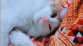 My cat my pet