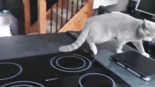 Funny videos about cats