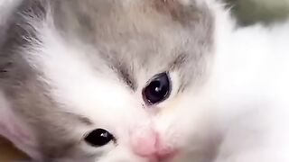 Kitten Video