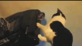 funny video about cats