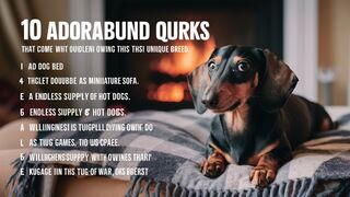 10 Things You Need To Get Used To When Owning A Dachshund
