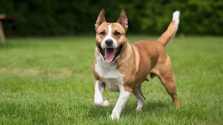 Dangerous Dogs Recognizing the Signs of Aggression and Taking Action