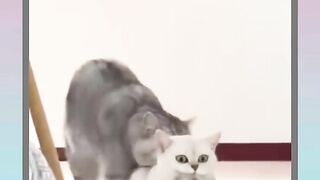 حياة القطط هههههه