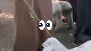 غلاء أضاحي العيد