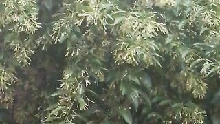 Barish