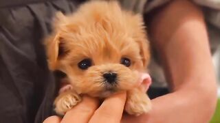 the cutest little dogs around