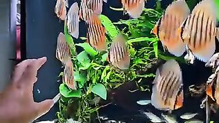 Aquarium hobby
