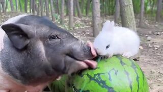 Bajie and Little Rabbit Grab Grass to Eat Cute Pet Rabbit.