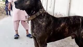 Big Dog killer ????