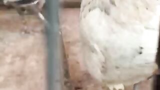 The brown chicken
