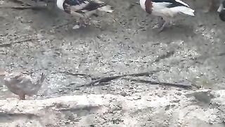 Duckling and ducks