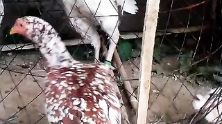 Is ko kia nay bataya
