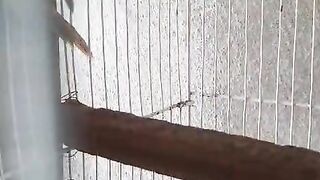 The parrot log