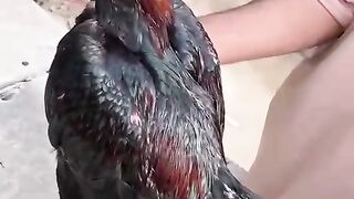 The age of this rooster