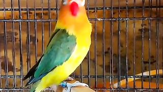 What parrot ll parrot