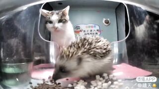 Miss Friendly Car & Mr. Hedgehog