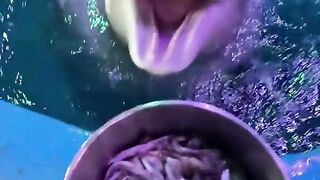 Cute dolphine eating ice and fishes