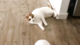 cool cat